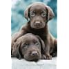 Chocolate Lab Puppies Photography Poster Print by Keith Kimberlin, 24x36
