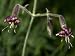Tiny Flowers of a Species of Silene, a Campion or Catchfly Photographic Poster Print by Stephen Sharnoff, 24x32