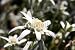 Wallmonkeys Peel and Stick Wall Decals - Edelweiss - Wild Beautiful Rare Flowers (symbol of - Removable Graphic