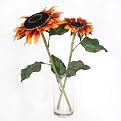 Sunflower in Glass Vase - 13"