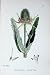 Botany Plants C1902 Cultivated Teasel Dipsacus Fullonum