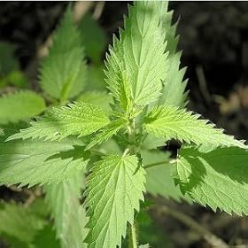 400 Seeds, Stinging Nettle (Urtica dioica) Seeds by Seed Needs
