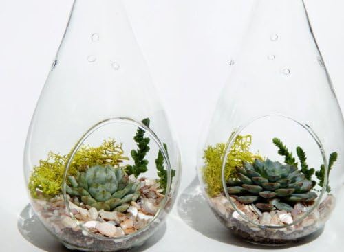 Teardrop Succulent Moss Terrariums- 2 Pack