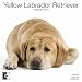 labrador41  - Yellow Labrador Retriever 2010 Wall Calendar