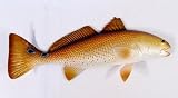 Replica Red Drum Fish Ocean Restaurant Wall Decor