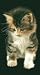 CAT BEACH TOWEL