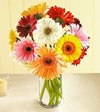 12 Stem Gerbera Mixed Color Daisy Bouquet by FTD