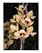 Orchid in Bloom Botanical Photographic Poster Print by Karon Nafziger, 16x20