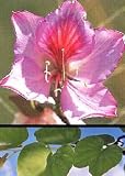 Eigenschaften Tropica  / Orchideen-Baum (Bauhinia variegata) - 5 Samen