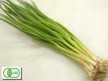 うどんなどの薬味には欠かせません☆島根県産 有機栽培【青ねぎ】80g（袋入り）