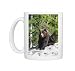 Grizzly bear scratching on ice at the top of Grouse Mountain, Vancouver, Photo Mugs