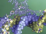 Protein-Dna Interaction Photographic Poster Print by Jacob Halaska, 18x24