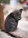 Dirty and Mangy Forlorn Puppy Sitting on Steps Photographic Poster Print, 12x16