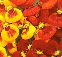 Pocket Book Plant 35 Seeds - Calceolaria