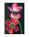Three Parrot Tulips Fading by Christina Florkowski. CANVAS WITH BRUSHSTROKES with 3/4 inch bars. 10.94 inches width by 16.94 inches height. Highest Quality Art Poster Print