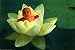 Baby in Waterlily, Babies & Kids Wall Poster Print, 36x24