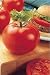 Big Beef Tomato 4 Plants -All American Selection Winner - ORDER NOW!