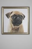Kare 30562 Bild Frame Mops 71 x 71 x 20 cm Leinwand Holz