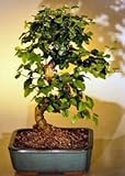 Bonsai Boy's Flowering Ligustrum Bonsai Tree with Curved Trunk-Medium ligustrum lucidum