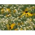 Black-Eyed Susan and Daisy Fleabane Photographic Poster Print by Adam Jones, 40x30