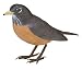 Takara American Robin Image