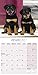 Puppies Calendar - Cute Animals Calendar - Dog Breed Calendars 2017 - Dog Calendar - Calendars 2016 - Calendars 2016 - 2017 Wall Calendars - Puppies 16 Month Wall Calendar by Avonside