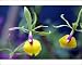 Photographic Prints of Epicattleya Rene Marques, Flame Thrower Orchid from Prints Prints Prints