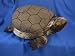 TORTOISE PLUSH TOY 24