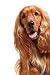 English Cocker Spaniel Isolated over White Background - 36