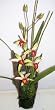 19" Orchid & Bamboo on Wood