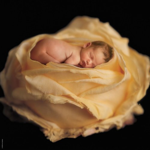 Schmidt Spiele 58931 - Anne Geddes, Quadratpuzzle, Rosenkind, 1000 Teile Preisvergleich