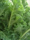 How to Garden Kale the Easy Way!