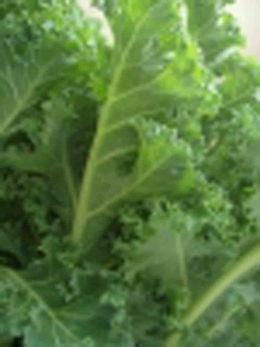  : How to Garden Kale the Easy Way!
