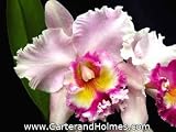 Blc Doctor Joe Walker 'Carmela'(Bare root plant)