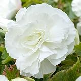 Amazon / Hirts: Bulb; Begonia: Double White Begonia Bulb - Pristine White