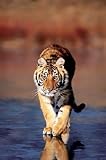 Tiger Walking Poster (#110)