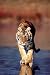 Tiger Walking Poster (#110)