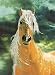 Golden Sunset Horse Embellished Cross Stitch Kit - 12X16 14 Count