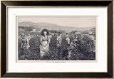 Picking Flowers Which Will be Used to Make Perfume Grasse France Collections Framed Art Poster Print, 32x24