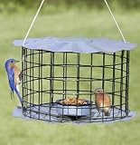 Bluebird Feeder
