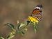 Butterfly Feeds on Bright Yellow Flowers in an Ornamental Garden Photographic Poster Print by Jason Edwards, 18x24