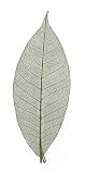 Skeleton Leaves- Pack of 10 Green Rubber Tree Leaves