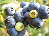 ブルーベリー 苗 ブライトブルー ラビットアイ系2年生苗 ブルーベリー苗 blueberry