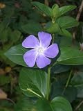 Eigenschaften Dachstauden  / Vinca major - Großes Immergrün