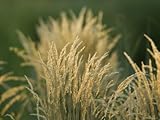 IMAGE OF Grass at the Sedgwick County Zoo, Kansas Stretched Canvas Poster Print by Joel Sartore, 24x32