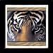 Set of Four Eyes of the Goddess Ambiance Coasters - Style ANAX1