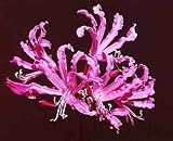 Amazon / Hirts: Bulb; Lily: Nerine bowdenii Lily 2 Bulbs - Deep Persian Rose Color!