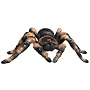 Discovery Exclusive Radio Control Tarantula