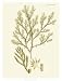 Dramatic Seaweed I - Vision studio Art Print Poster 24 x 32
