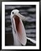 Australian pelican with gaping bill National Geographic Collection Framed Art Poster Print by Jason Edwards, 39x49